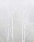 USA, California, Central Coast, Los Osos. Montana de Oro State Park, Fog engulfs eucalyptus trees Art Print